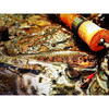 Lingurita rotativa Smith Ltd. AR-S Spinner Trout 4.5g 04 RSBK